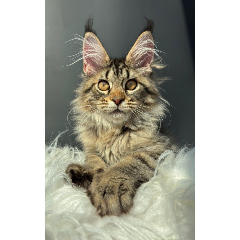 Maine Coon NOV Amelia