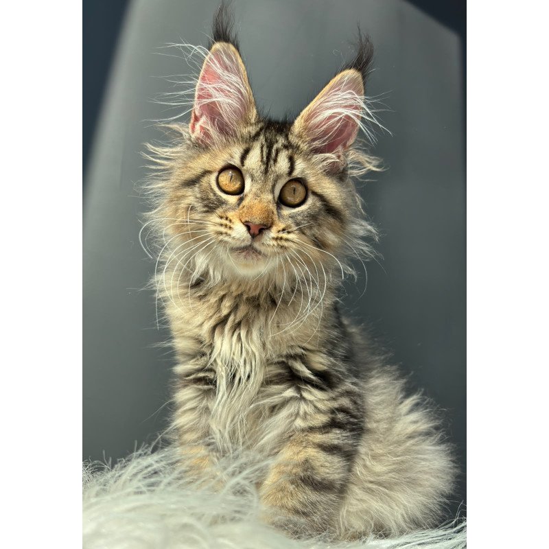 Maine Coon NOV Amelia