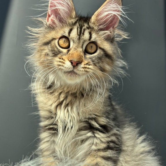 Maine Coon NOV Amelia