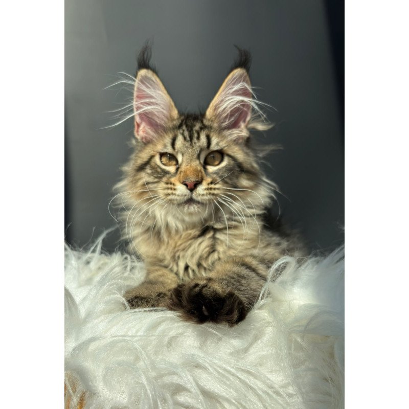 Maine Coon NOV Amelia
