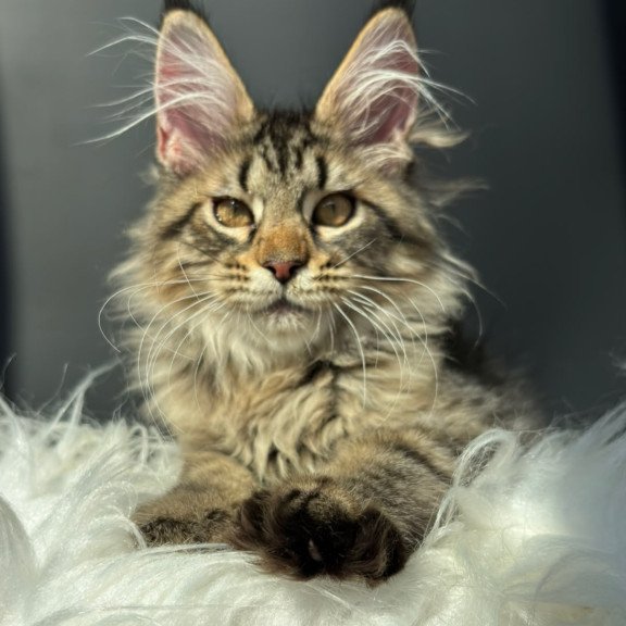 Maine Coon NOV Amelia