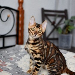 Bengal NOV Lorenzo