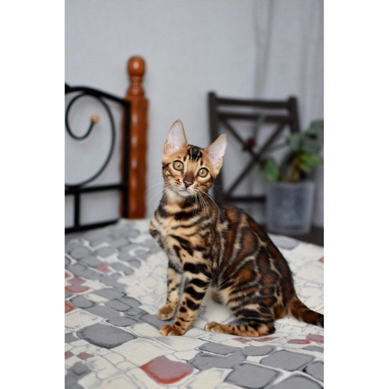 Bengal NOV Lorenzo