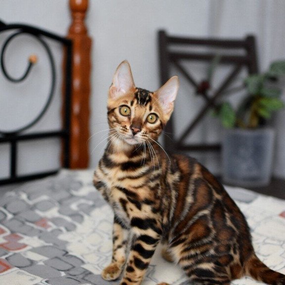 Bengal NOV Lorenzo