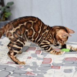 Bengal NOV Lorenzo
