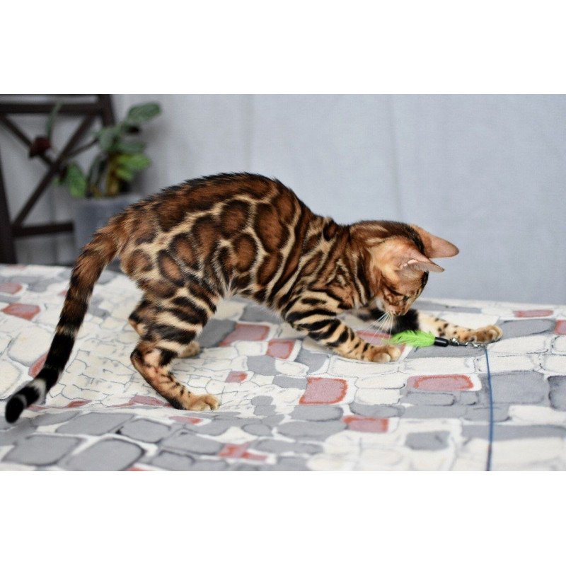 Bengal NOV Lorenzo