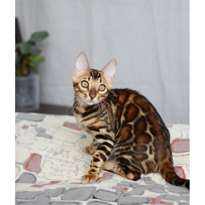 Bengal NOV Lorenzo