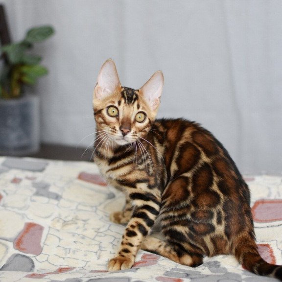 Bengal NOV Lorenzo