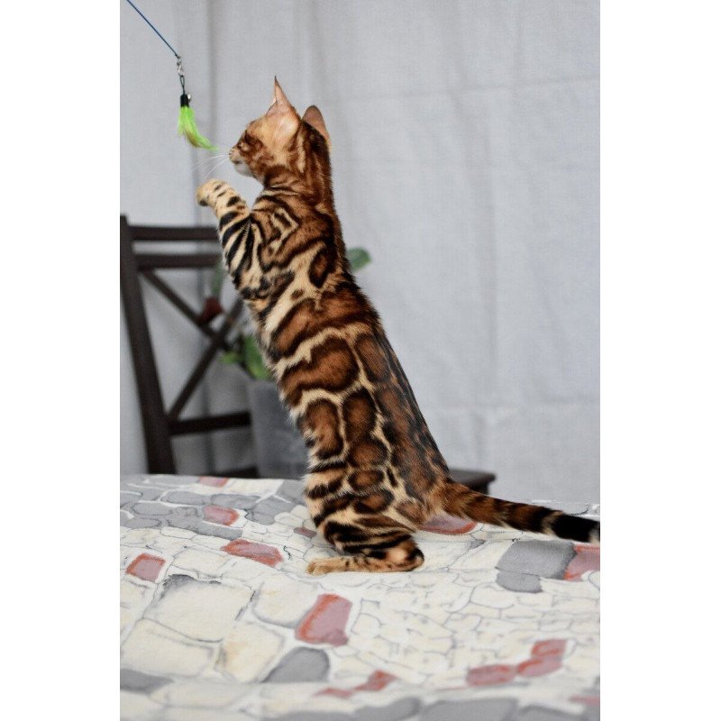Bengal NOV Lorenzo