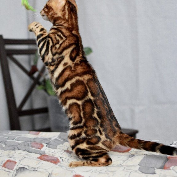 Bengal NOV Lorenzo