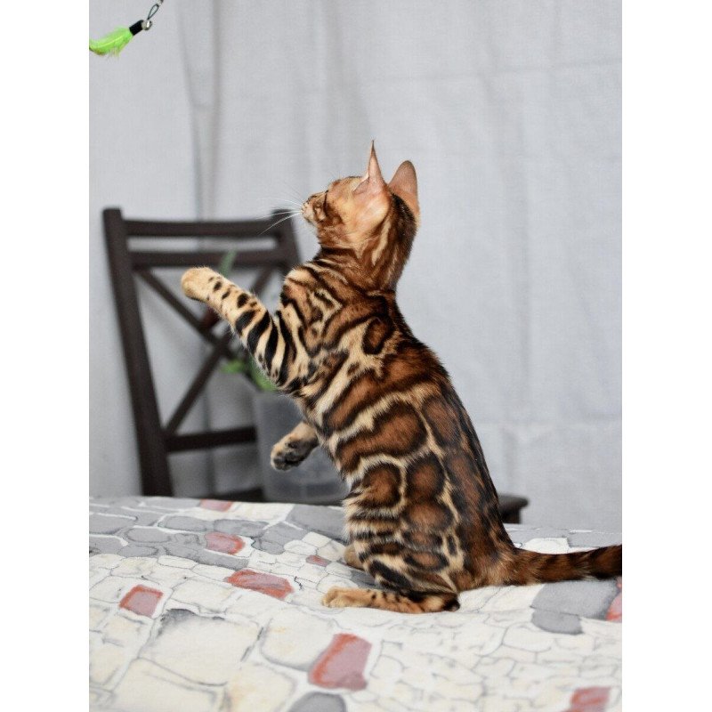 Bengal NOV Lorenzo