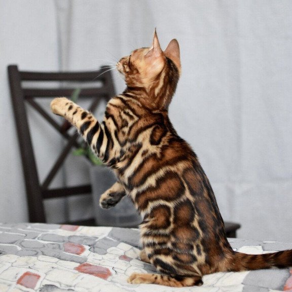 Bengal NOV Lorenzo