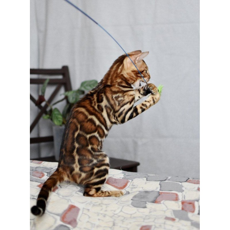 Bengal NOV Lorenzo
