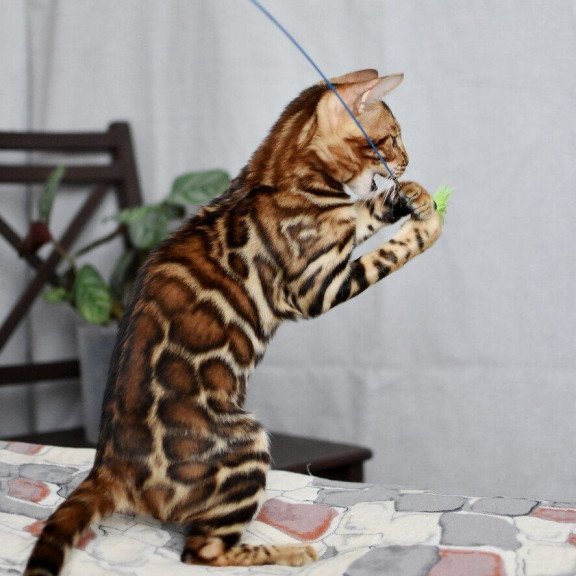 Bengal NOV Lorenzo
