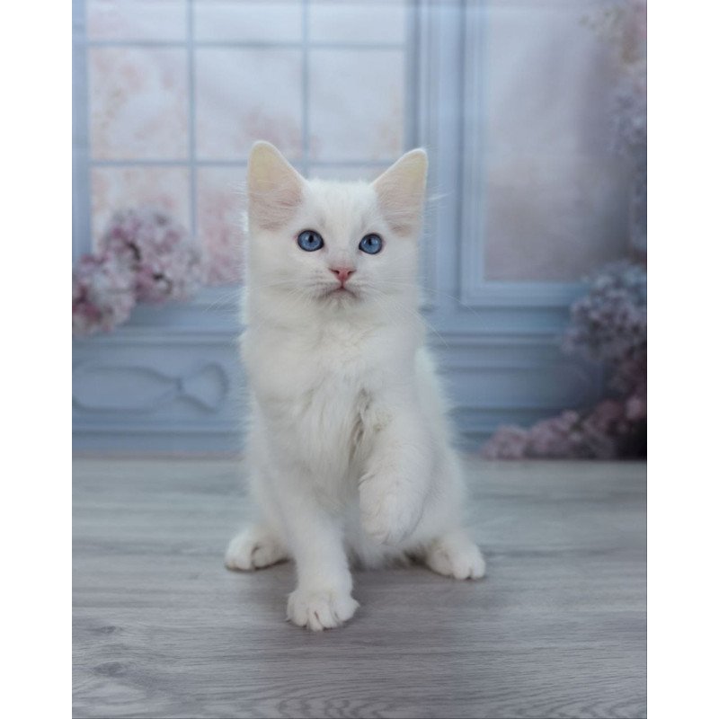 Ragdoll NY Mor