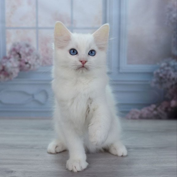 Ragdoll NY Mor