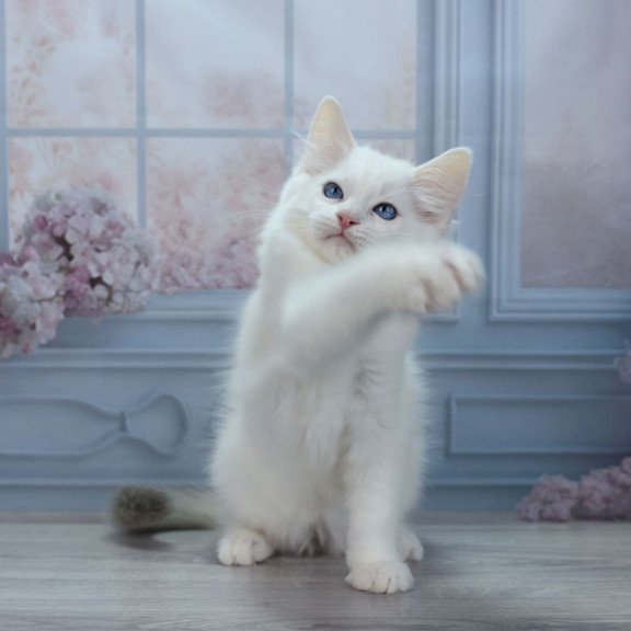 Ragdoll NY Mor