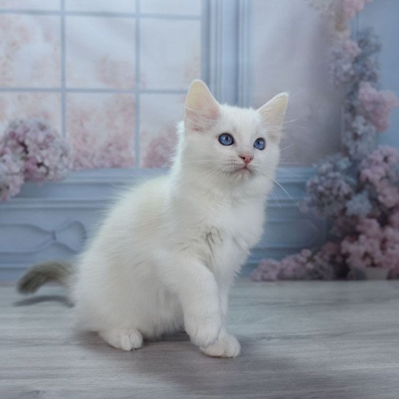 Ragdoll NY Mor