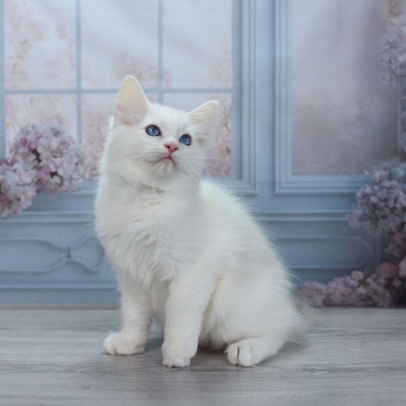 Ragdoll NY Mor