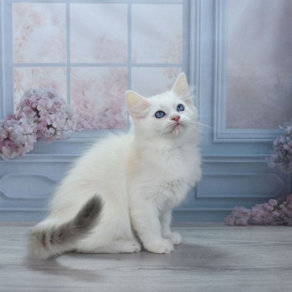 Ragdoll NY Mor