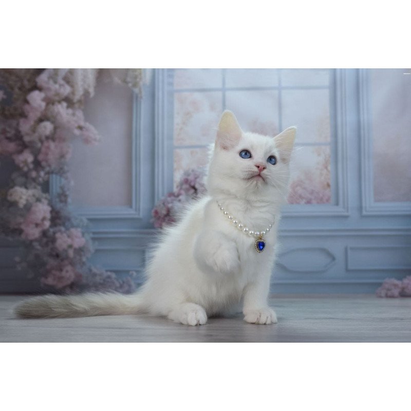 Ragdoll NY Mor