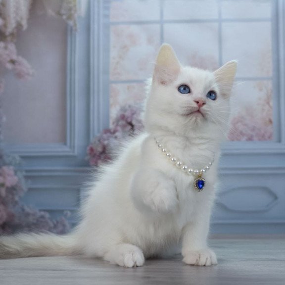Ragdoll NY Mor