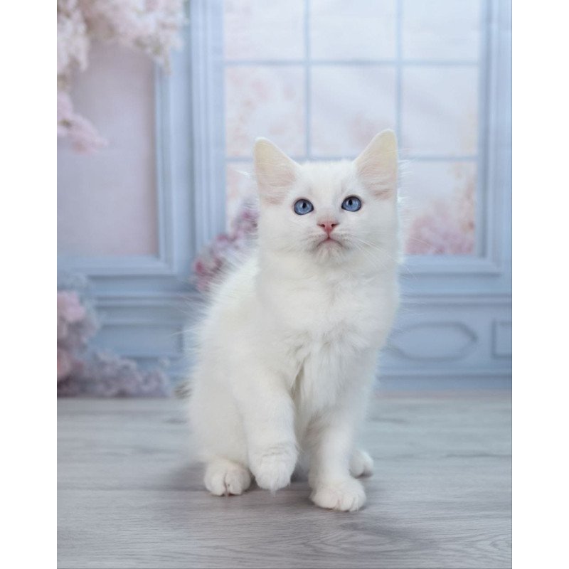 Ragdoll NY Mor