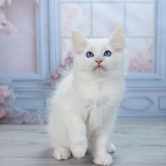 Ragdoll NY Mor