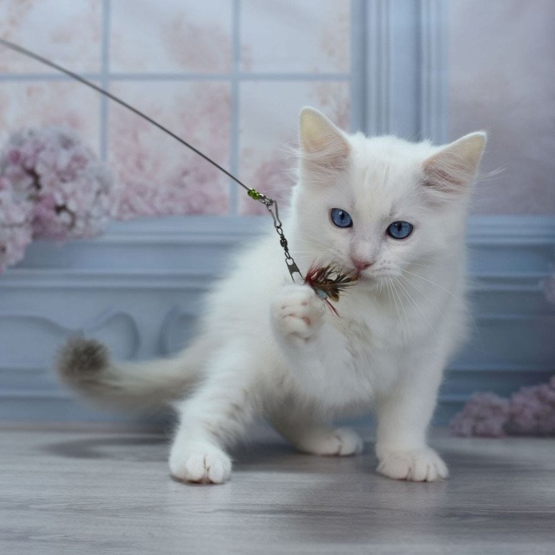 Ragdoll NY Mor
