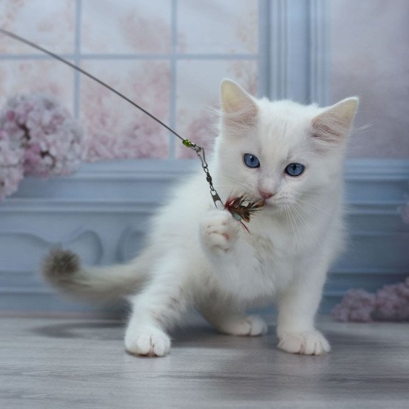 Ragdoll NY Mor