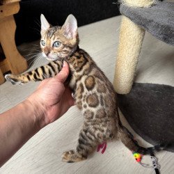 Bengal NOV Winston