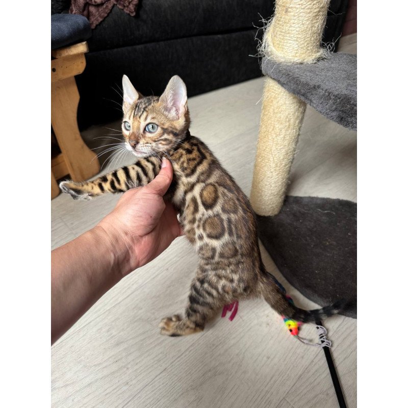 Bengal NOV Winston