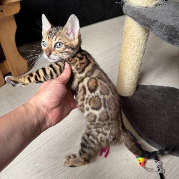 Bengal NOV Winston