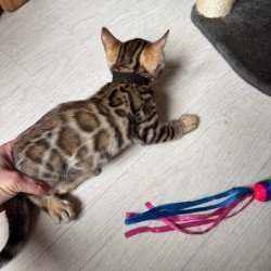 Bengal NOV Winston