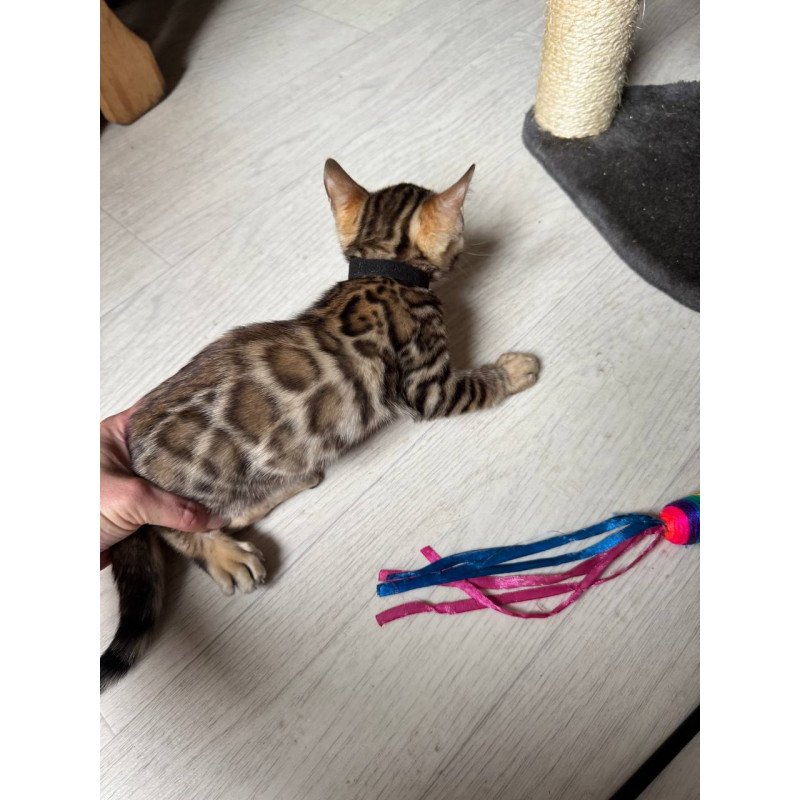 Bengal NOV Winston