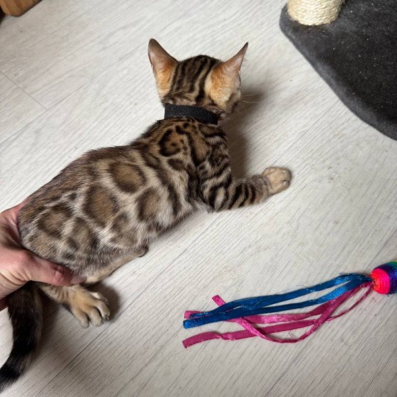 Bengal NOV Winston