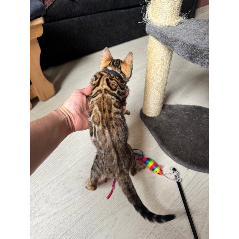 Bengal NOV Winston