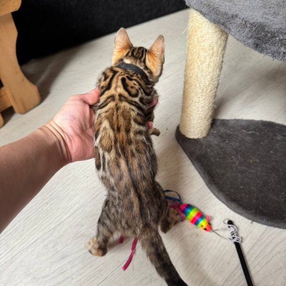 Bengal NOV Winston