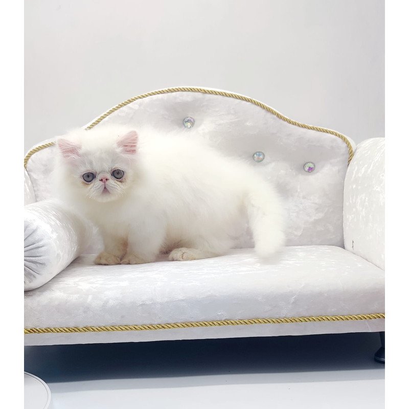 Persian NOV Shiro