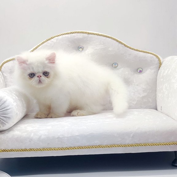 Persian NOV Shiro