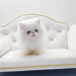 Persian NOV Shiro