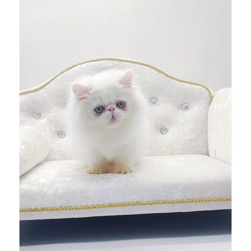 Persian NOV Shiro