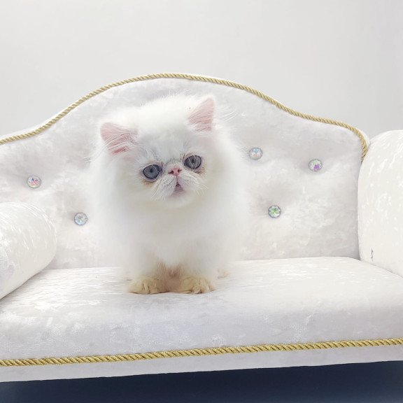 Persian NOV Shiro