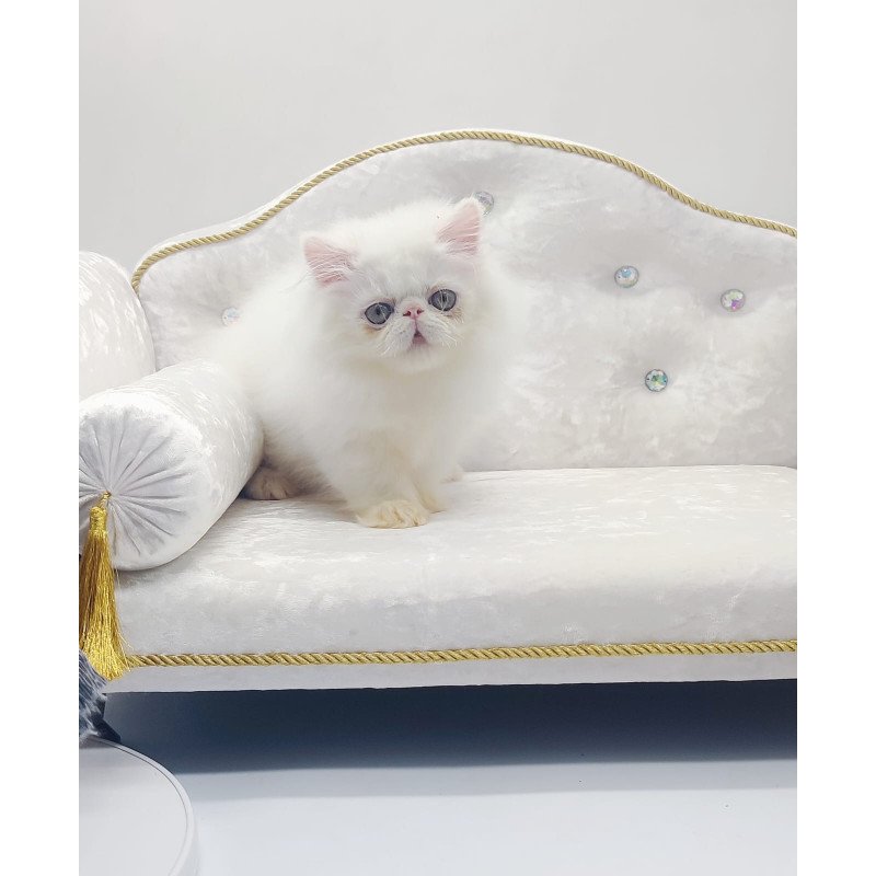 Persian NOV Shiro