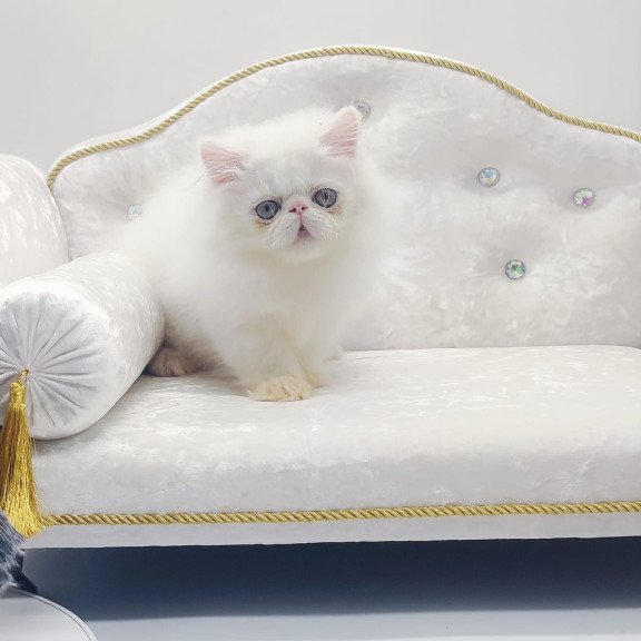 Persian NOV Shiro