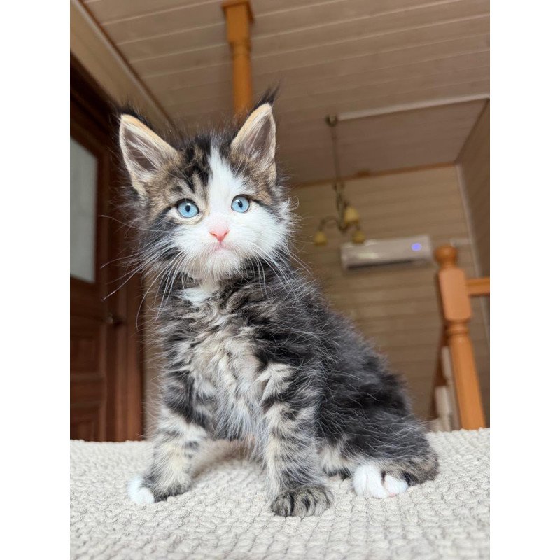 Maine Coon NOV Charli