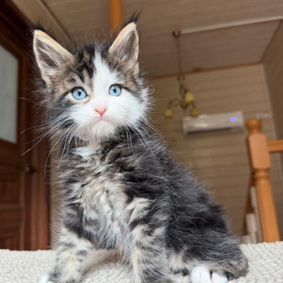 Maine Coon NOV Charli