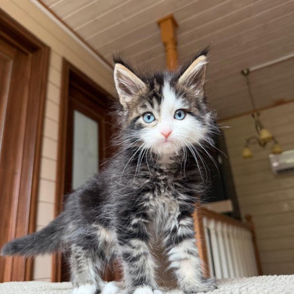 Maine Coon NOV Charli