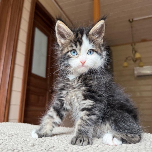 Maine Coon NOV Charli