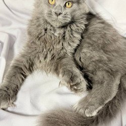 Maine Coon NOV Fablette...